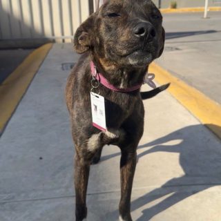 Ayer fue el día del perro, y aprovechamos para compartirte que tenemos una nueva integrante oficial. 🐶💙
Ella es “Huesita”., llegó sola al campus Cd. Juárez, nunca presentó examen de admisión… pero superó la prueba más importante, conquistar el corazón de toda la comunidad UVA. 🥹 

Tiene todas sus vacunas, está perfectamente cuidada y acaba de recibir un nuevo puesto: Guardia Canina Vizcaya. 🦴

Quien elige Vizcaya, se queda en Vizcaya, hoy celebramos que Huesita también encontró un lugar al que puede llamar hogar.

Si la ves por el campus, dale una caricia, mucho amor y recuerda ayudarnos a cuidar su alimentación.
Porque una familia a veces simplemente se encuentra. 🫶🏻🦅 #huesita #gentevizcaya #diadelperro