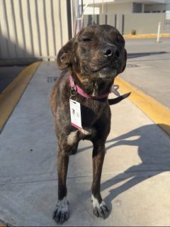 Ayer fue el día del perro, y aprovechamos para compartirte que tenemos una nueva integrante oficial. 🐶💙
Ella es “Huesita”., llegó sola al campus Cd. Juárez, nunca presentó examen de admisión… pero superó la prueba más importante, conquistar el corazón de toda la comunidad UVA. 🥹 

Tiene todas sus vacunas, está perfectamente cuidada y acaba de recibir un nuevo puesto: Guardia Canina Vizcaya. 🦴

Quien elige Vizcaya, se queda en Vizcaya, hoy celebramos que Huesita también encontró un lugar al que puede llamar hogar.

Si la ves por el campus, dale una caricia, mucho amor y recuerda ayudarnos a cuidar su alimentación.
Porque una familia a veces simplemente se encuentra. 🫶🏻🦅 #huesita #gentevizcaya #diadelperro